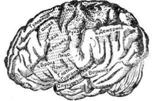 Центры на наружной поверхности головного мозга