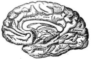 Центры на внутренней поверхности головного мозга