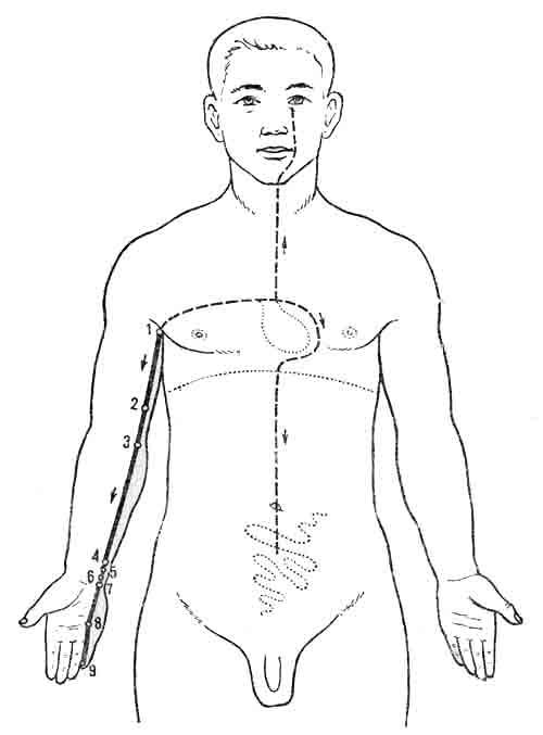 V — меридиан сердца