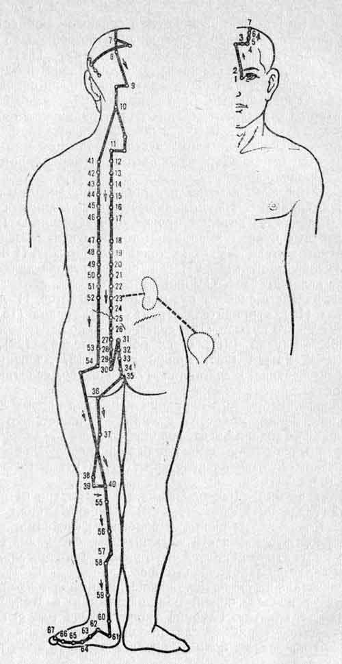 VII —  меридиан мочевого пузыря