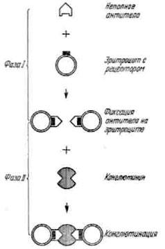 Схема реакции конглютинации