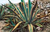 Агава американская (Agave americana)