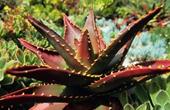 Алоэ древовидное (Aloe arborescens)