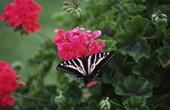 Герань розовая (Pelargonium roseum)