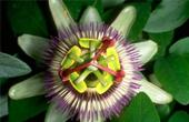 Пассифлора инкарнатная (Passiflora incarnata)