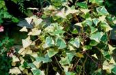 Плющ обыкновенный (Hedera helix)