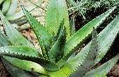 Алоэ древовидное (Aloe arborescens)