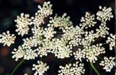 Бедренец (Pimpinella major) 