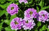 Вербена лекарственная (Verbena officinalis)