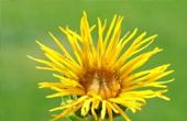 Девясил высокий (Inula helenium)