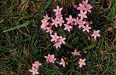 Золототысячник обыкновенный (Centaurium erytbraea)