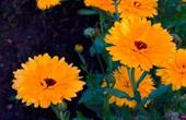 Календула (Calendula оfficinalis)