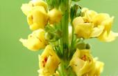 Коровяк (Verbascum tbapsus)