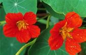 Настурция большая (Tropaeolum majus)