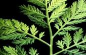 Полынь горькая (Artemisia absintbium)