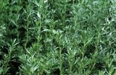 Полынь обыкновенная, или чернобыльник (Artemisia vulgaris)
