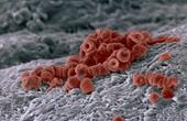 Кроветворные стволовые клетки включаются в работу иммунной системы как только «ощущают» стресс-сигналы