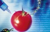 Изменения в законе дали зеленый свет генно-модифицированным продуктам