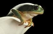 Победить неуязвимых микробов помогут лягушки и жабы
