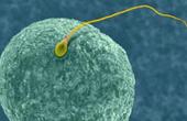 Ученые выращивают в пробирке «женские сперматозоиды»