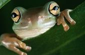 В слизи удивительной лягушки нашли лекарство от диабета