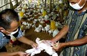 Новая вспышка птичьего гриппа в Южной Корее