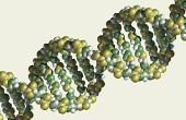 Получен синтетический аналог ДНК