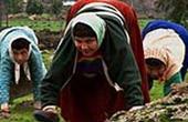 Генетики установили причины болезни четвероногих турецких крестьян