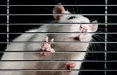 Инъекции в мозг избавили крыс от тяги к алкоголю