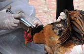 Птичий грипп перестал убивать птиц и сделался непредсказуемым