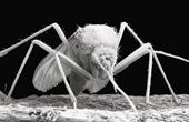 Смертоносная форма лихорадки денге может явиться следствием уничтожения комаров