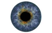 Ученые создали искусственную сетчатку человеческого глаза