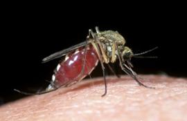 Комар, сосущий человеческую кровь