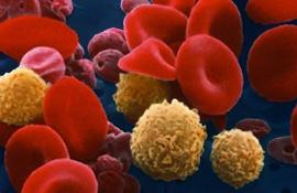 Клетки крови и тромбоциты