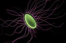 Бактерия E. coli (II)