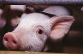 Израильские ученые трансплантировали свинье замороженную печень
