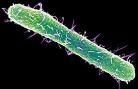 Бактерия Salmonella typhimurium