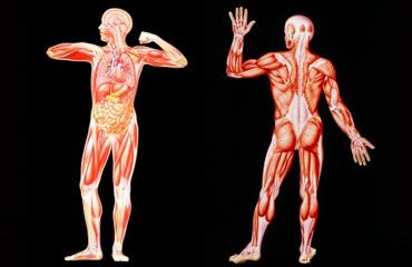 Анатомия человеческого тела