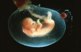 Человеческий эмбрион