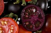 Британские фиолетовые помидоры защищают от рака