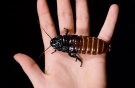 Мадагаскарский громадный шипящий таракан
