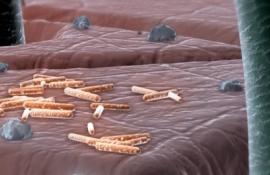 Бактерии на коже