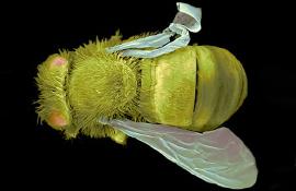 Зараженная пчела