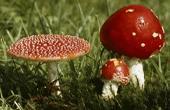 В Голландии запретили «магические грибы»