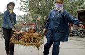 Индонезия требует гарантий льготных поставок лекарств от птичьего гриппа