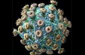 Вирус кори вступает в борьбу с раком простаты