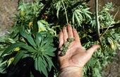 Великобритания внесла марихуану в список опасных наркотиков