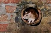 В Серпуховской детской больнице на двоих грудничков напала крыса