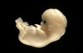 Американские ученые заявили о бесполезности химерных эмбрионов