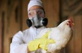 Птичий грипп уносит жизни молодых женщин